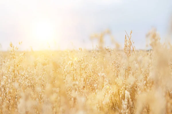 Selective Focus Crops Growing Farmland Sky — Stock Photo, Image