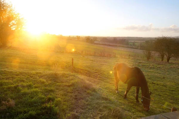 Konie Polu Silnym Słońcu — Zdjęcie stockowe