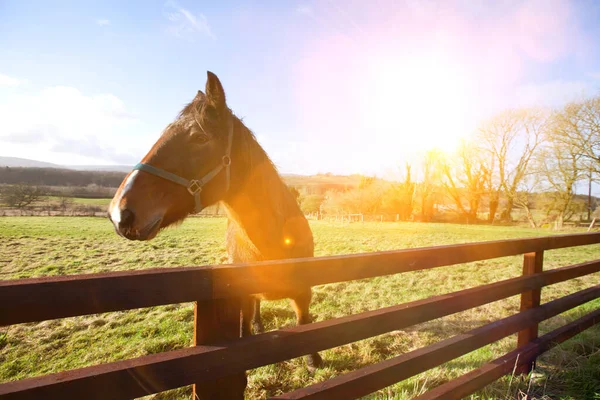 Konie Polu Silnym Słońcu — Zdjęcie stockowe