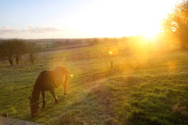 Άλογο Βόσκησης Ηλιοβασίλεμα Στο Παρασκήνιο — Φωτογραφία Αρχείου