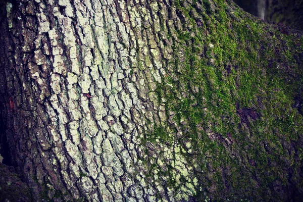Zbliżenie Drzewa Tłem Mchu — Zdjęcie stockowe