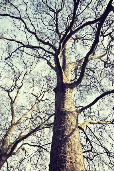 Trees Winter Background Close — Stock Photo, Image