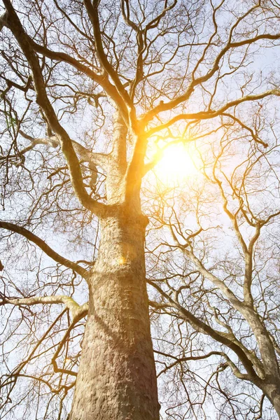 Lens Flare Empty Tree — Stock Photo, Image