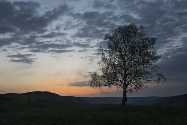 Lonely Long Dry Tree Rays Outgoing Horizon Sun — Stock Photo, Image