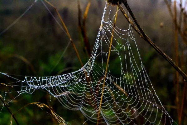 Rosée Apparaissant Sur Web Dans Les Heures Matin Sur Elle — Photo