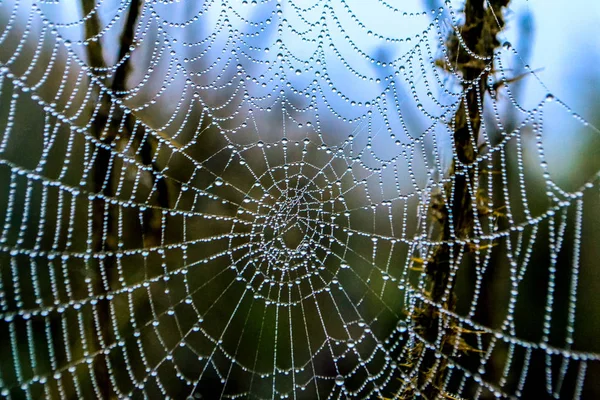 dew appearing on the web in the morning hours going on it in big drops