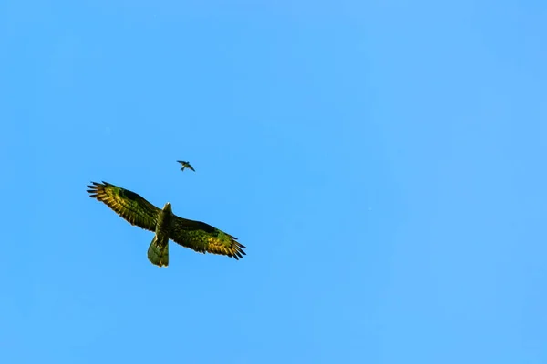 two soaring birds in the clear sky