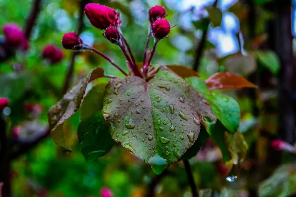 Primavera Aqui Uma Árvore Maçã Florescendo Depois Uma Chuva Pesada — Fotografia de Stock