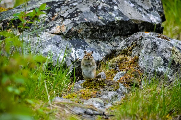 Altai Mountains Most Beautiful Place World Animals Altai Chipmunk — Stock Photo, Image