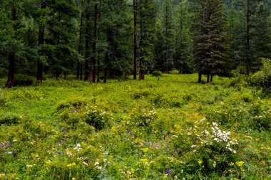 Dağ altay dünyanın en güzel yer. Altay çiçekler