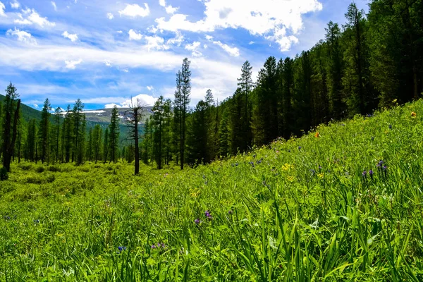 Altajské Hory Nejkrásnější Místo Světě — Stock fotografie