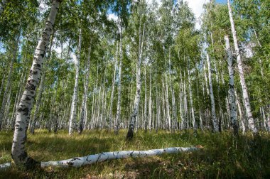 Yaz huş ağacı ormanda yürüyüş metropolde yaşayan sağlık için yararlıdır