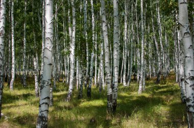 Yaz huş ağacı ormanda yürüyüş metropolde yaşayan sağlık için yararlıdır