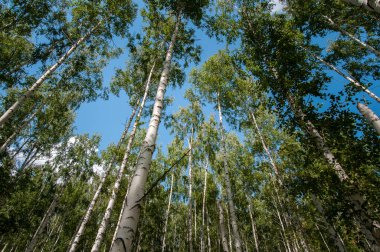 Yaz huş ağacı ormanda yürüyüş metropolde yaşayan sağlık için yararlıdır