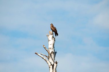 bir ağaçta oturuyor ve onun öğle yemeği için bakan kartal