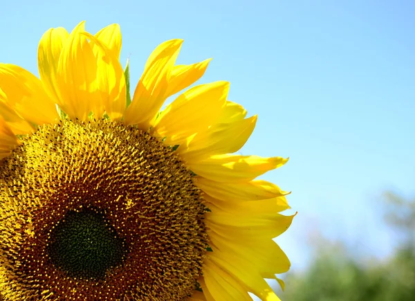 Sunflower is a symbol of unity, justice, prosperity and sunlight