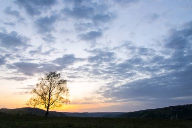 bir dağ gorge arka plan üzerinde yükselen güneş ışınlarının yalnız ağaçta