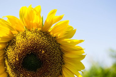 Ayçiçeği birlik, adalet, refah ve güneş ışığı bir semboldür