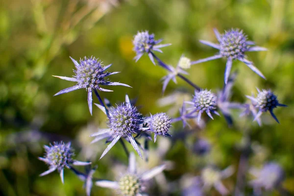 parlak ve sulu çiçek alanları