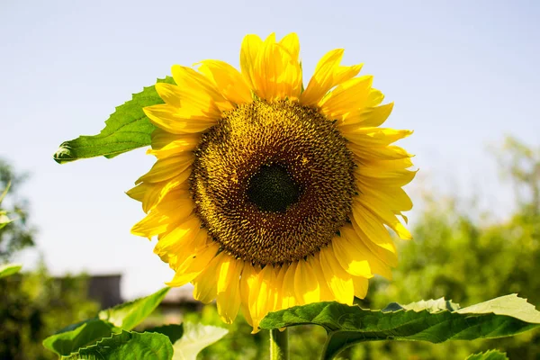 Sunflower is a symbol of unity, justice, prosperity and sunlight