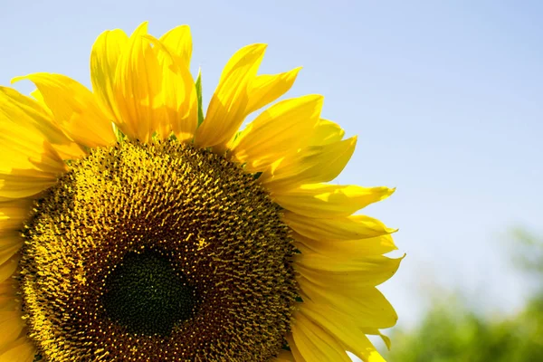 Ayçiçeği birlik, adalet, refah ve güneş ışığı bir semboldür