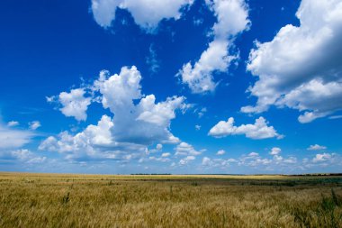 Altın, olgun çavdar bulutlar yüzer gibi zengin mavi gökyüzü hangi altında geniş alan