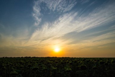 muhteşem bir günbatımı ve yol mesafe içine gidiyor ve ışınları içinde ayçiçeği tarlası