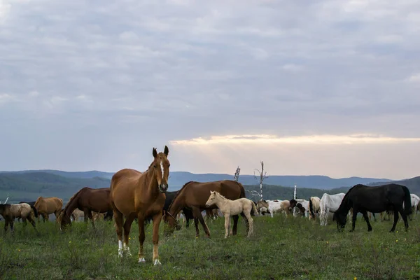 Herd Horses Grazing Top Hill Sunset — Stock Photo, Image