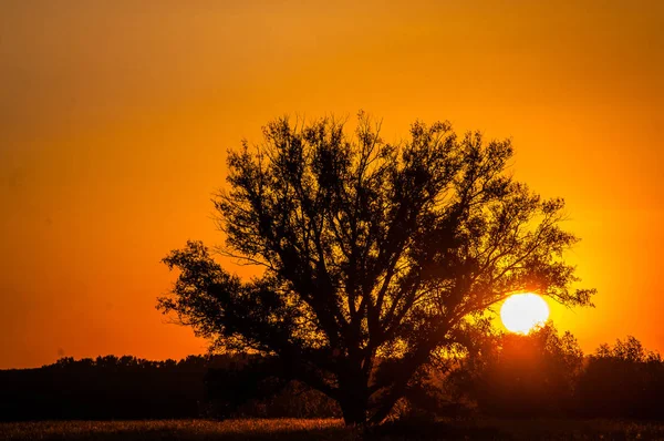 Beautiful Sunset Warm Summer Evening Edge Forest Lonely Trees Sun — Stock Photo, Image