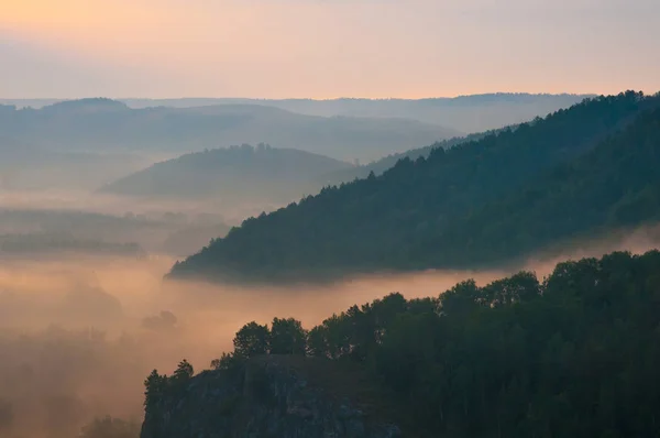 Kiefernwald Tal Nebel Gehüllt Den Sonnenstrahlen — Stockfoto