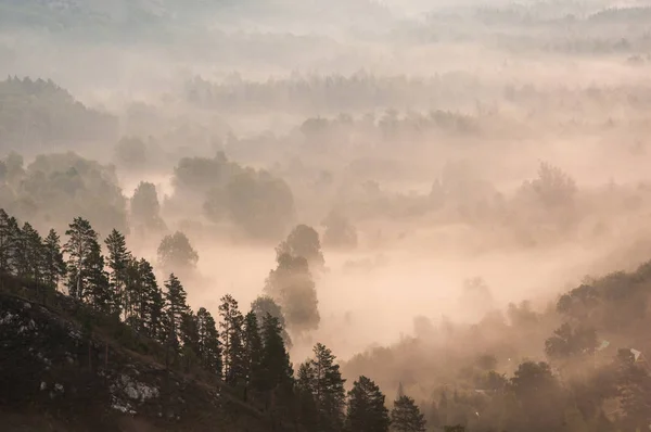 pine forest - valley shrouded in fog in the rays of dawn