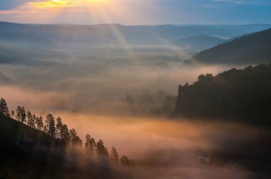 çam ormanı - şafak ışığı sisin içinde kefen Vadisi