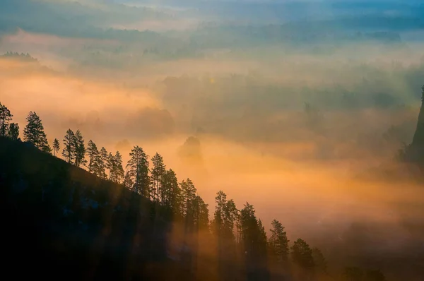 Kiefernwald Tal Nebel Gehüllt Den Sonnenstrahlen — Stockfoto