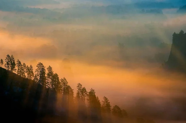 Bosque Pinos Valle Envuelto Niebla Los Rayos Del Amanecer — Foto de Stock