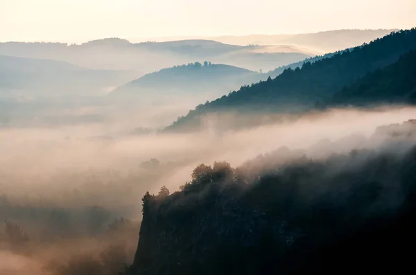 pine forest - valley shrouded in fog in the rays of dawn