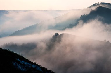 çam ormanı - şafak ışığı sisin içinde kefen Vadisi