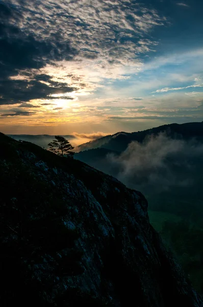 pine forest - valley shrouded in fog in the rays of dawn