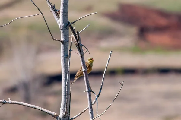 spring, everything blooms. the bird sits on a twig and waits for his soul mate