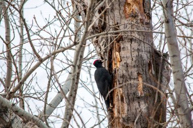 ağaç üzerinde oturan ağaçkakan ve kendi gıda üreten