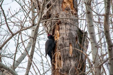 ağaç üzerinde oturan ağaçkakan ve kendi gıda üreten