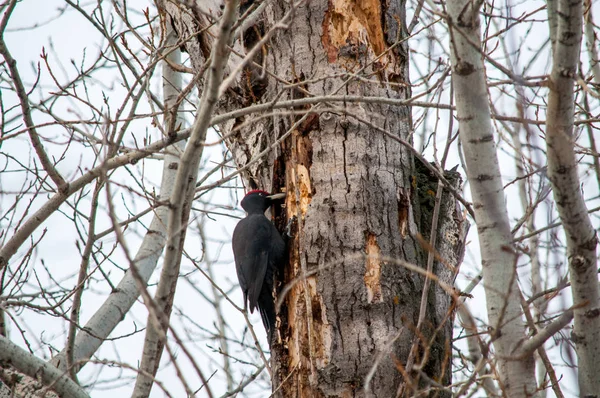 Burung Pelatuk Duduk Pohon Dan Menghasilkan Makanannya Sendiri — Stok Foto