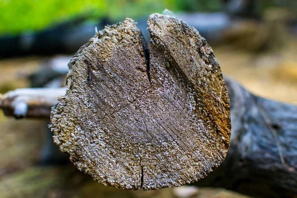 Texturas Otoñales Hojas Amarillentas Algodoncillo Seto Corteza — Foto de Stock