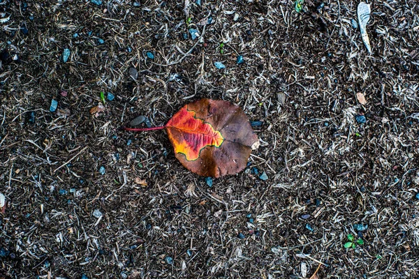 Texturas Outono Folhas Amareladas Plantas Daninhas Sebes Cascas — Fotografia de Stock