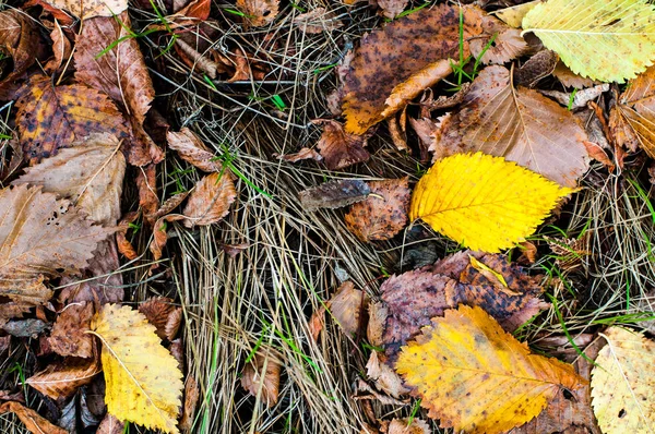 Textures Automnales Feuilles Jaunies Lentille Eau Haie Écorce — Photo