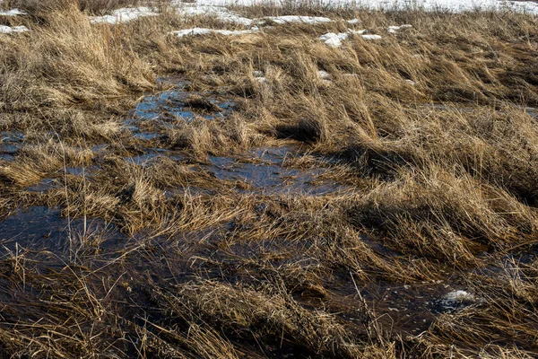 spring, snow melts and accumulated melt water forms a swamp