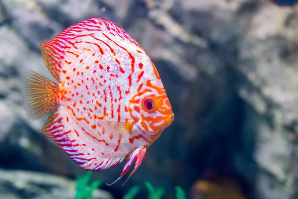 Marine Life Underwater World Necessarily Dive You Can Aquarium — Stock Photo, Image