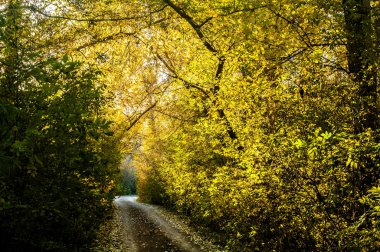 sonbahar orman tüm ihtişamıyla günbatımı içinde çok güzel görünüyor.