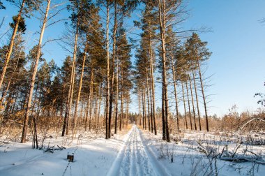 kış orman ve ayrıntılarını toplayan çok güzel özellikle günbatımında