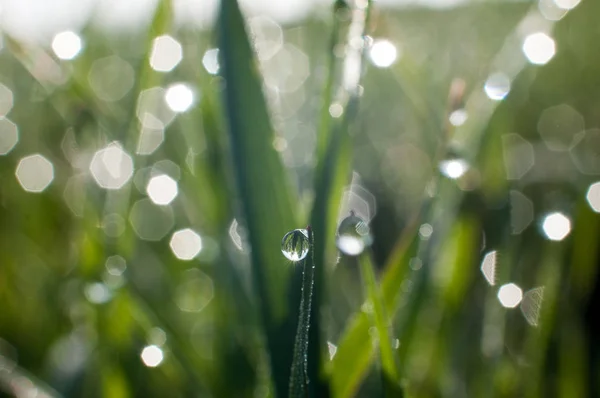 Rosée Matin Tombe Sur Les Feuilles Vertes Herbe Dans Les — Photo