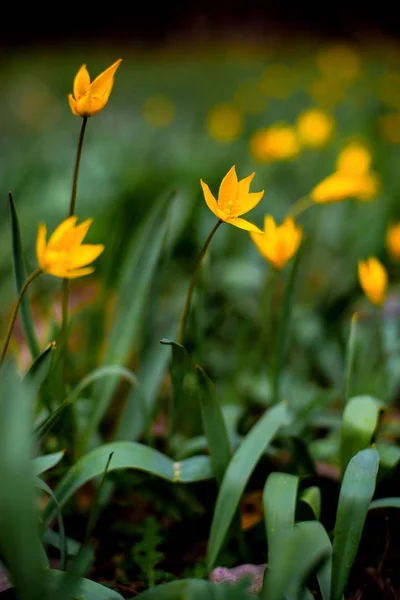 Tulips in spring bloom one of the first that can be more beautiful than yellow tulips in a pine forest — Stock Image Tulips Spring Bloom One First Can More Beautiful Yellow Tulips Stock Photo